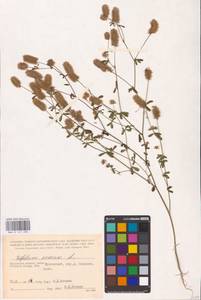 Trifolium arvense L., Eastern Europe, Central region (E4) (Russia)