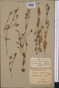 Gypsophila vaccaria (L.) Sm., Middle Asia, Northern & Central Tian Shan (M4) (Kyrgyzstan)