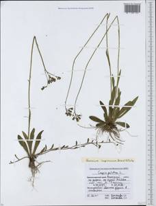 Pilosella longiscapa (Boiss. & Kotschy ex Arv.-Touv.) Sennikov, Caucasus, Krasnodar Krai & Adygea (K1a) (Russia)