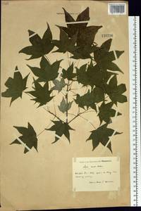 Acer pictum subsp. mono (Maxim.) H. Ohashi, Siberia, Russian Far East (S6) (Russia)