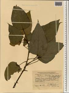Byttneria catalpifolia subsp. africana (Mast.) Exell & Mend., Africa (AFR) (Ethiopia)