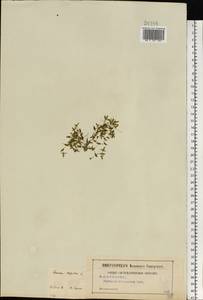 Lemna trisulca L., Eastern Europe, Central region (E4) (Russia)