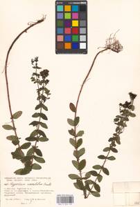 Hypericum maculatum Crantz, Eastern Europe, Moscow region (E4a) (Russia)