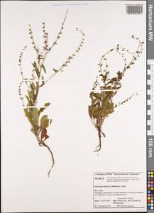 Hackelia deflexa (Wahlenb.) Opiz, Siberia, Central Siberia (S3) (Russia)