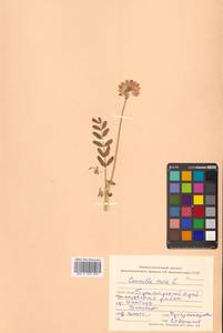 Coronilla varia L., Siberia, Russian Far East (S6) (Russia)