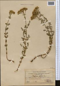Hypericum scabrum L., Middle Asia, Western Tian Shan & Karatau (M3) (Uzbekistan)