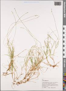 Carex loliacea L., Siberia, Russian Far East (S6) (Russia)