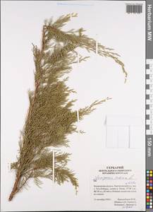 Juniperus sabina L., Siberia, Altai & Sayany Mountains (S2) (Russia)