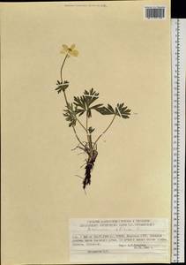 Anemonastrum narcissiflorum subsp. crinitum (Juz.) Raus, Siberia, Yakutia (S5) (Russia)