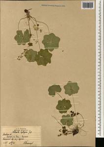 Alchemilla heptagona Juz., Eastern Europe, Moscow region (E4a) (Russia)