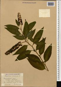Phytolacca americana L., Caucasus, Black Sea Shore (from Novorossiysk to Adler) (K3) (Russia)