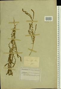 Nitrosalsola orientalis (S. G. Gmel.) Theodorova, Middle Asia, Caspian Ustyurt & Northern Aralia (M8) (Kazakhstan)