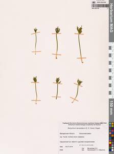 Botrychium lanceolatum (S.G.Gmel.) Ångstr., Siberia, Chukotka & Kamchatka (S7) (Russia)