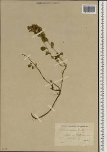 Teucrium canum Fisch. & C.A.Mey., South Asia, South Asia (Asia outside ex-Soviet states and Mongolia) (ASIA) (Turkey)