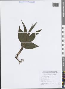 Epipactis palustris (L.) Crantz, Eastern Europe, Central region (E4) (Russia)