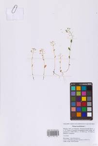 Microthlaspi perfoliatum (L.) F.K.Mey., Eastern Europe, Moscow region (E4a) (Russia)