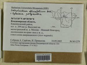 Nyholmiella obtusifolia (Brid.) Holmen & E. Warncke, Bryophytes, Bryophytes - Middle Russia (B6) (Russia)