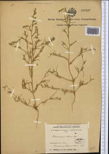 Petrosimonia triandra (Pall.) Simonk., Middle Asia, Northern & Central Kazakhstan (M10) (Kazakhstan)