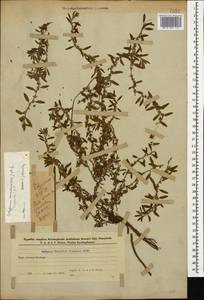 Polygonum cognatum subsp. cognatum, Caucasus, Azerbaijan (K6) (Azerbaijan)