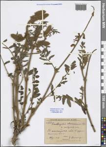 Onobrychis chorassanica Bunge ex Boiss., Middle Asia, Western Tian Shan & Karatau (M3) (Uzbekistan)