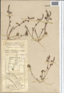 Lepidium aucheri Boiss., Middle Asia, Caspian Ustyurt & Northern Aralia (M8) (Kazakhstan)