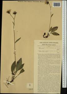 Hieracium chlorocephalum subsp. stygium (R. Uechtr.) Zahn, Western Europe (EUR) (Czech Republic)