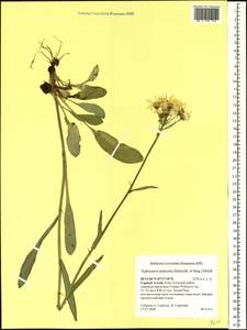 Tephroseris praticola (Schischk. & Serg.) Holub, Siberia, Altai & Sayany Mountains (S2) (Russia)