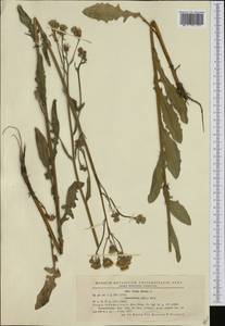 Crepis biennis L., Western Europe (EUR) (Romania)