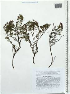 Thymus pallasianus Heinr.Braun, Eastern Europe, Central forest-and-steppe region (E6) (Russia)