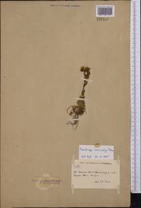 Saxifraga flagellaris subsp. flagellaris, Middle Asia, Northern & Central Tian Shan (M4) (Kyrgyzstan)