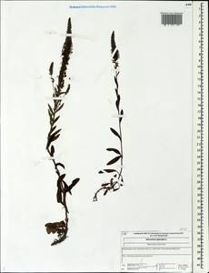 Veronica spicata L., Eastern Europe, Central forest region (E5) (Russia)
