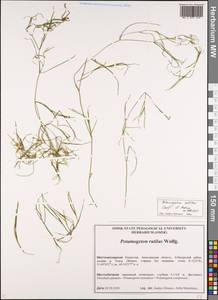 Potamogeton rutilus Wolfg., Middle Asia, Northern & Central Kazakhstan (M10) (Kazakhstan)