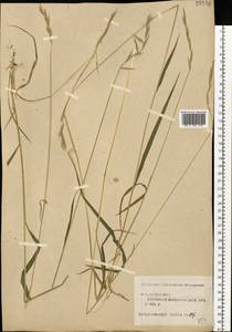 Brachypodium pinnatum (L.) P.Beauv., Eastern Europe, Central forest region (E5) (Russia)