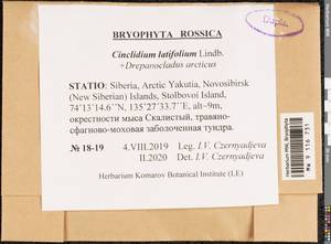 Cinclidium latifolium Lindb., Bryophytes, Bryophytes - Yakutia (B19) (Russia)