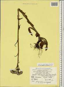 Tephroseris integrifolia subsp. caucasigena (Schischk.) Greuter, Caucasus, Dagestan (K2) (Russia)