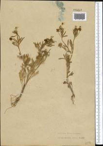 Ranunculus arvensis L., Middle Asia, Syr-Darian deserts & Kyzylkum (M7) (Uzbekistan)