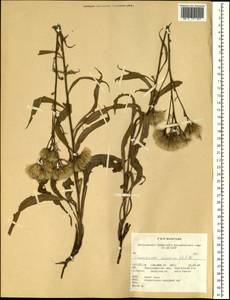 Saussurea amara (L.) DC., Siberia, Western Siberia (S1) (Russia)