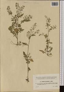 Rorippa sylvestris (L.) Besser, Western Europe (EUR) (Czech Republic)