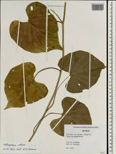 Ipomoea alba L., South Asia, South Asia (Asia outside ex-Soviet states and Mongolia) (ASIA) (Vietnam)