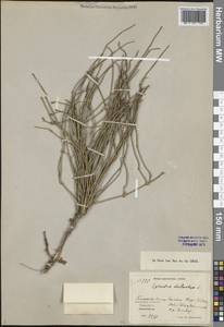Ephedra distachya L., Middle Asia, Caspian Ustyurt & Northern Aralia (M8) (Kazakhstan)