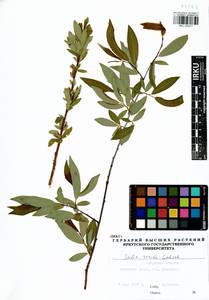 Salix rorida Lacksch., Siberia, Baikal & Transbaikal region (S4) (Russia)