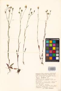 Crepis tectorum L., Eastern Europe, Lower Volga region (E9) (Russia)