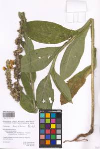 MHA 0 008 756, Verbascum densiflorum Bertol., Eastern Europe, Central forest-and-steppe region (E6) (Russia)