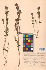 Gentianella amarella, Eastern Europe, Western region (E3) (Russia)