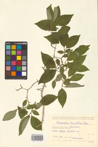 Philadelphus tenuifolius Rupr. & Maxim., Siberia, Russian Far East (S6) (Russia)