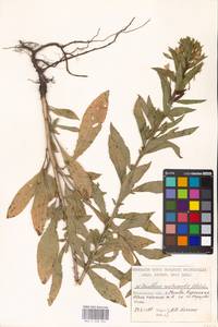 Oenothera × rubricaulis Kleb., Eastern Europe, Moscow region (E4a) (Russia)