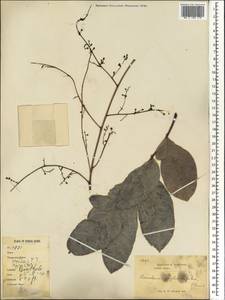 Sorindeia juglandifolia (A. Rich.) Planch. ex Oliv., Africa (AFR) (Sierra Leone)