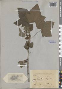 Ribes procumbens Pall., Siberia, Russian Far East (S6) (Russia)