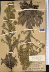 Echium italicum, Middle Asia, Western Tian Shan & Karatau (M3) (Kazakhstan)