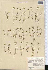 Lomatogonium carinthiacum (Wulfen) Reichenb., Middle Asia, Pamir & Pamiro-Alai (M2) (Kyrgyzstan)